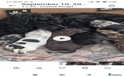 Cocker Spaniel dogs for sale: FULLY VACCINATED AND READY TO LEAVE  - Image 1