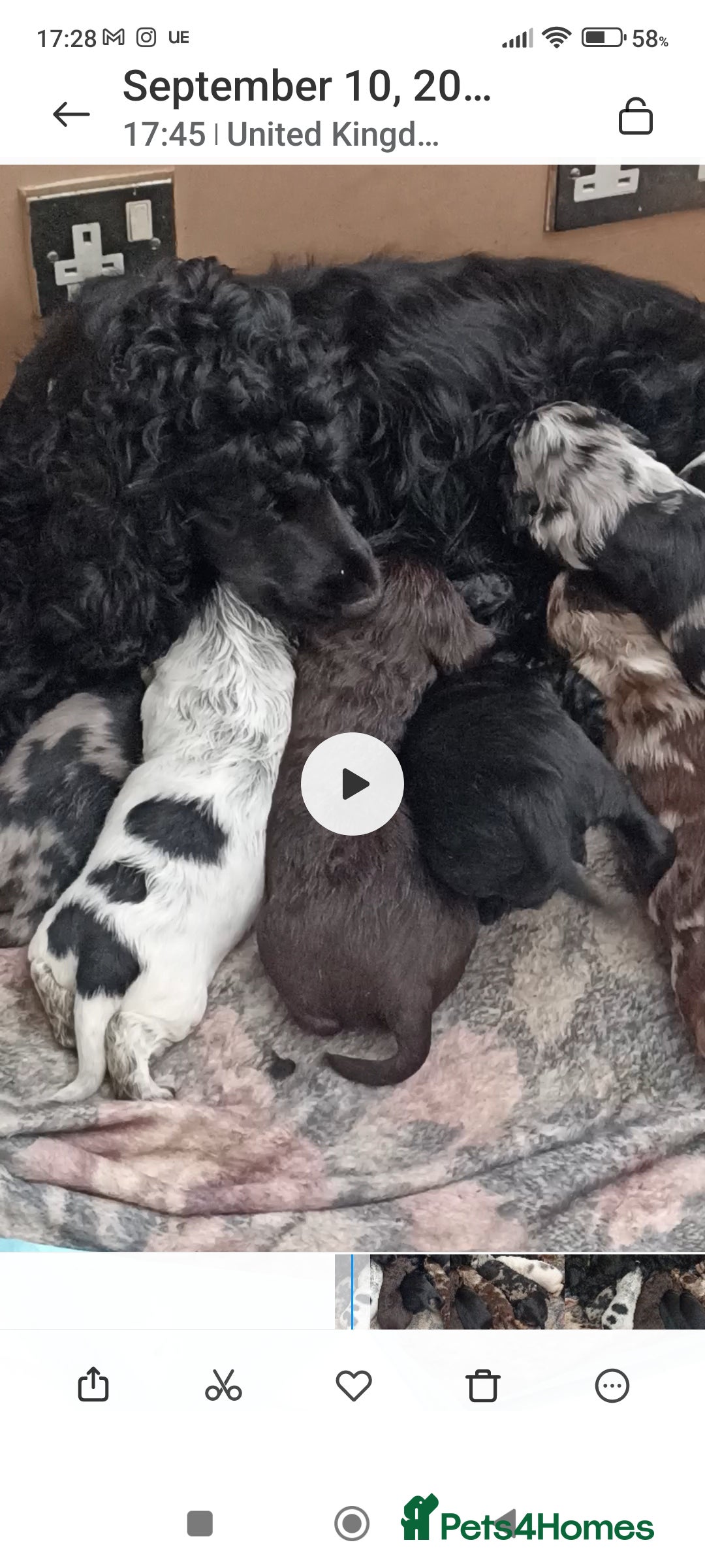 Cocker Spaniel dogs for sale: FULLY VACCINATED AND READY TO LEAVE  - Image 1