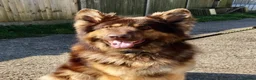 German Shepherd dogs for sale: CHOCOLATE AND TAN LONG COATED GERMAN SHEPARDS  - Advert 10