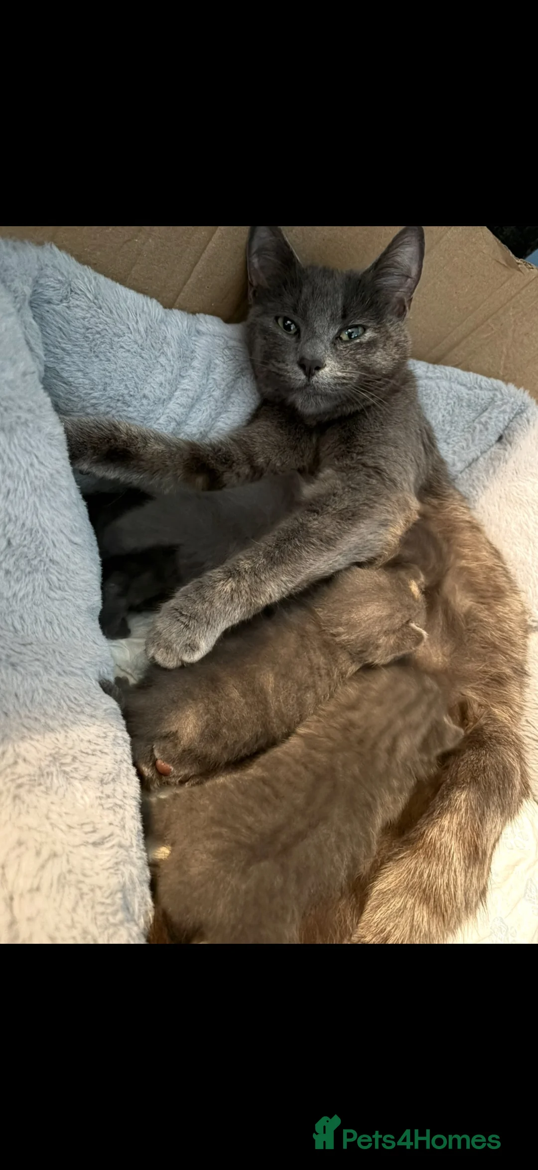 Mixed Breed cats for sale: Mixed breed kittens  - Advert 12