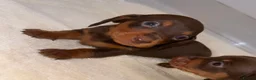 Miniature Dachshund dogs for sale: Miniature Dachshunds   - Advert 4