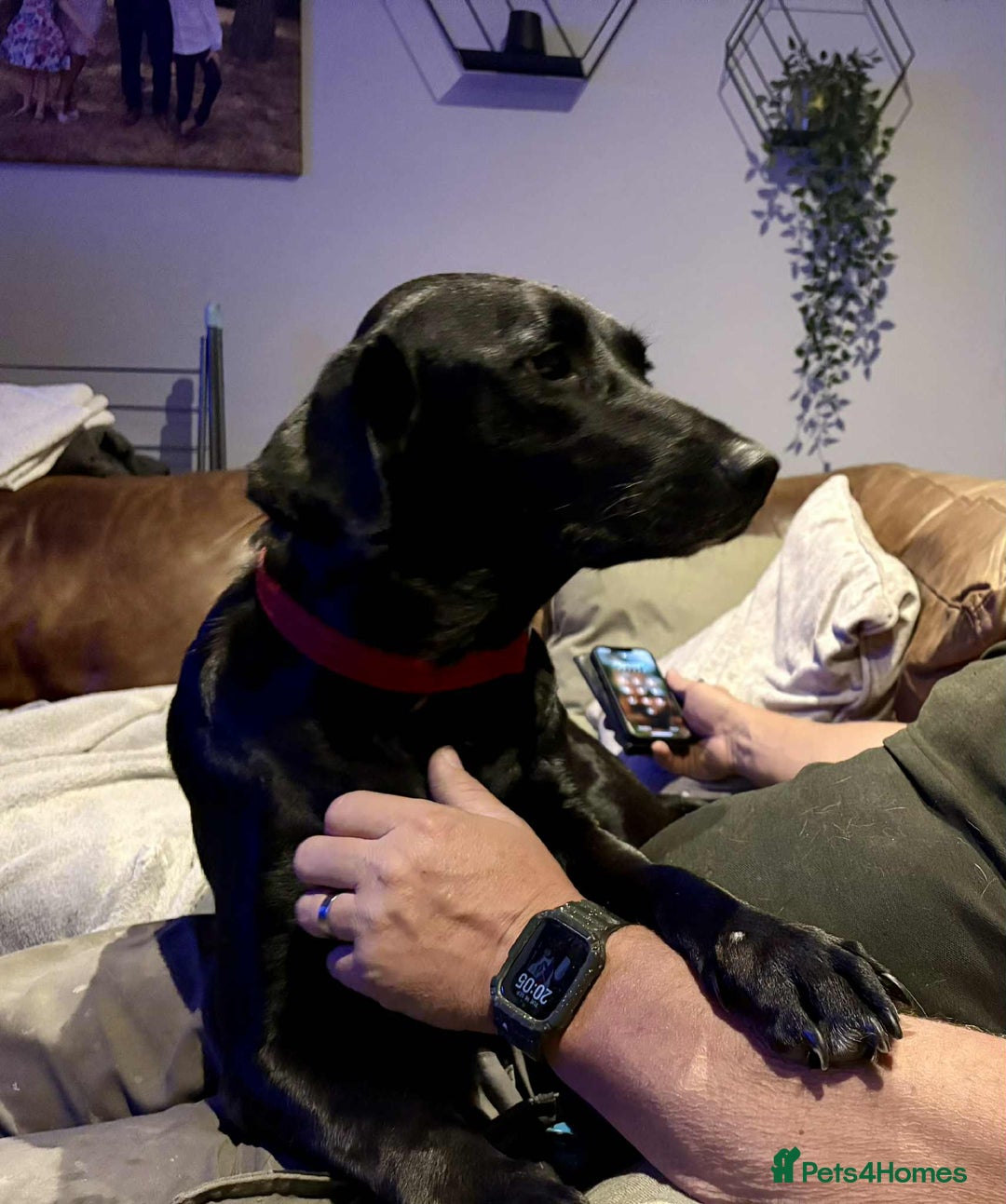 Labrador Retriever dogs for adoption: Pixie - Badersfield Norfolk  - Image 28