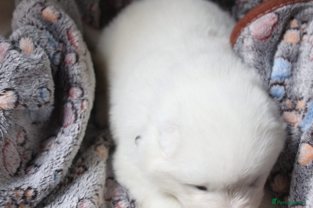 Samoyed dogs for sale: Samoyed puppies - fluff and joy - Image 31