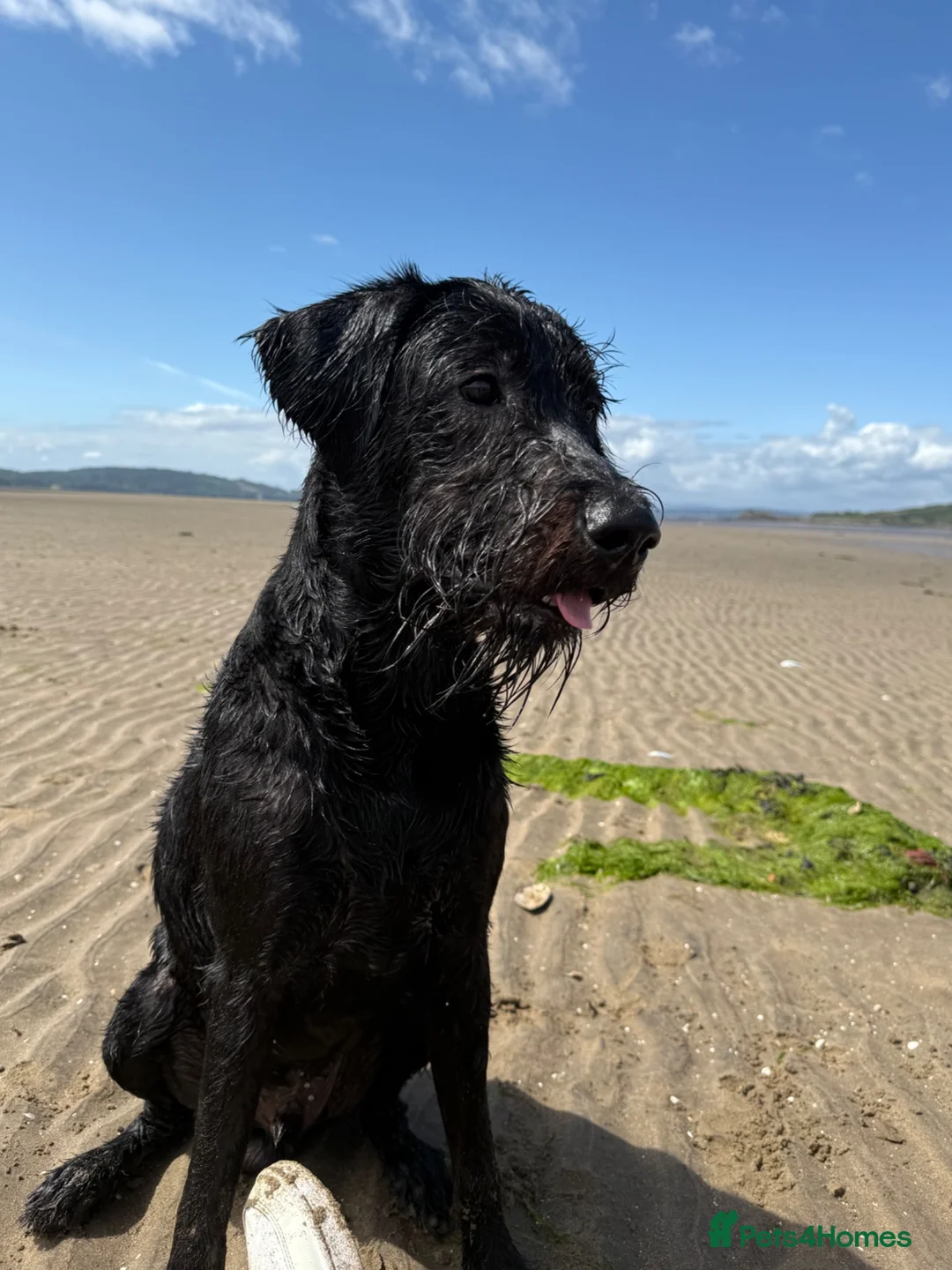 Labradoodle dogs for stud: Labradoodle for stud  in Currie - Advert 3