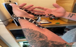 Boa Snake reptiles for sale: Boa, royal and a California king snake for sale  - Image 3