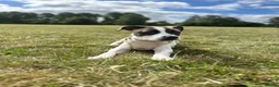Mixed Breed dogs for sale: Staffordshire bull terrier x whippet mix - Advert 5