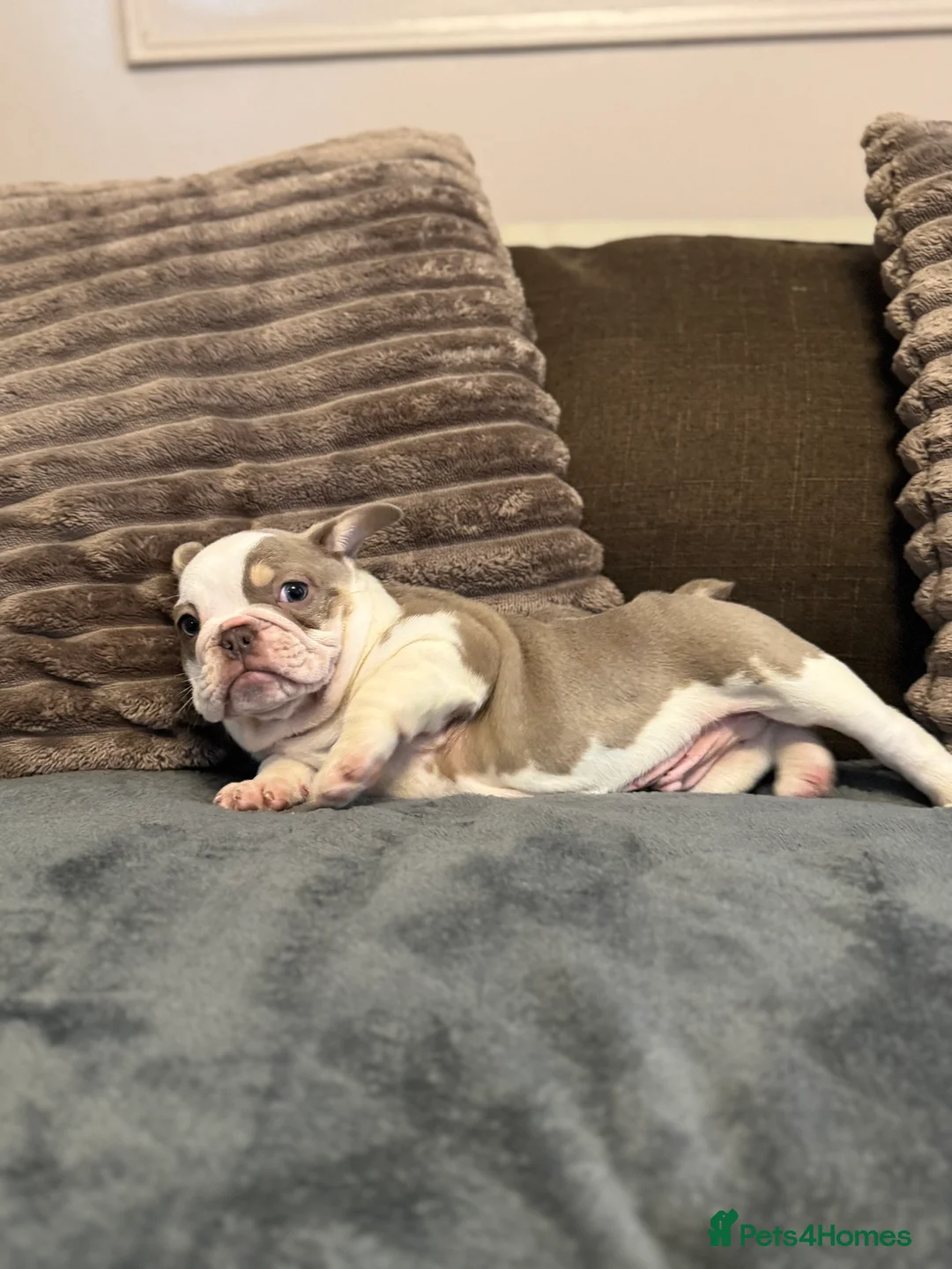 Mixed Breed dogs for sale: Bulldog puppies  - Advert 25