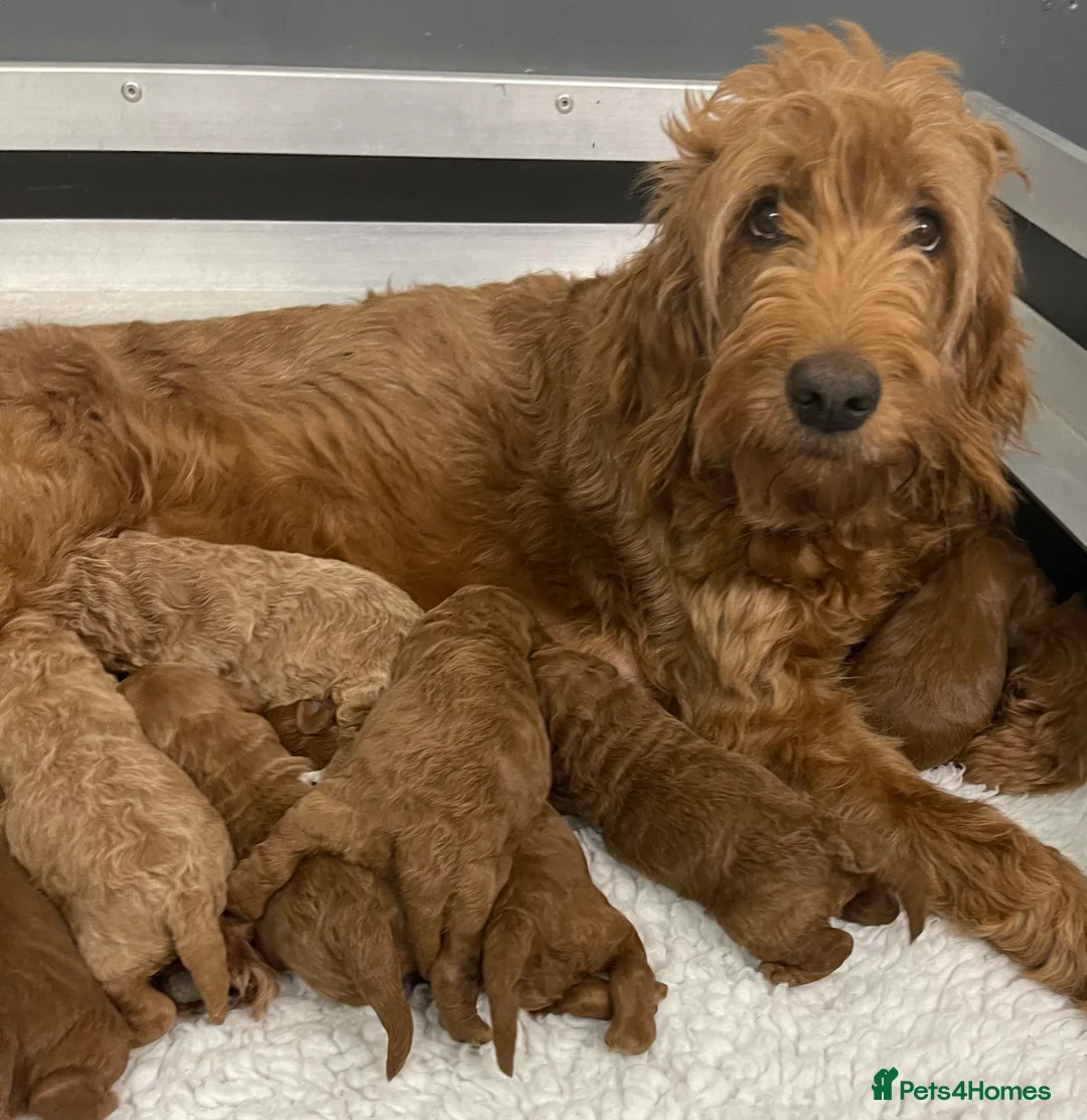 Miniature Poodle dogs for stud: Stunning Red & White Poodle for stud  in Driffield - Advert 9