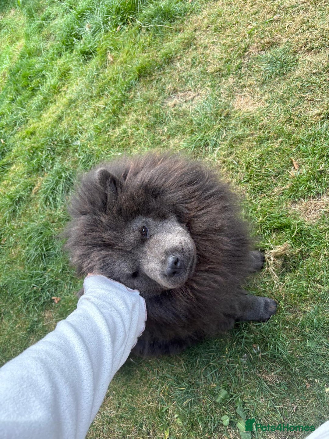 Chow Chow dogs for sale: Beautiful chow chow - Image 7