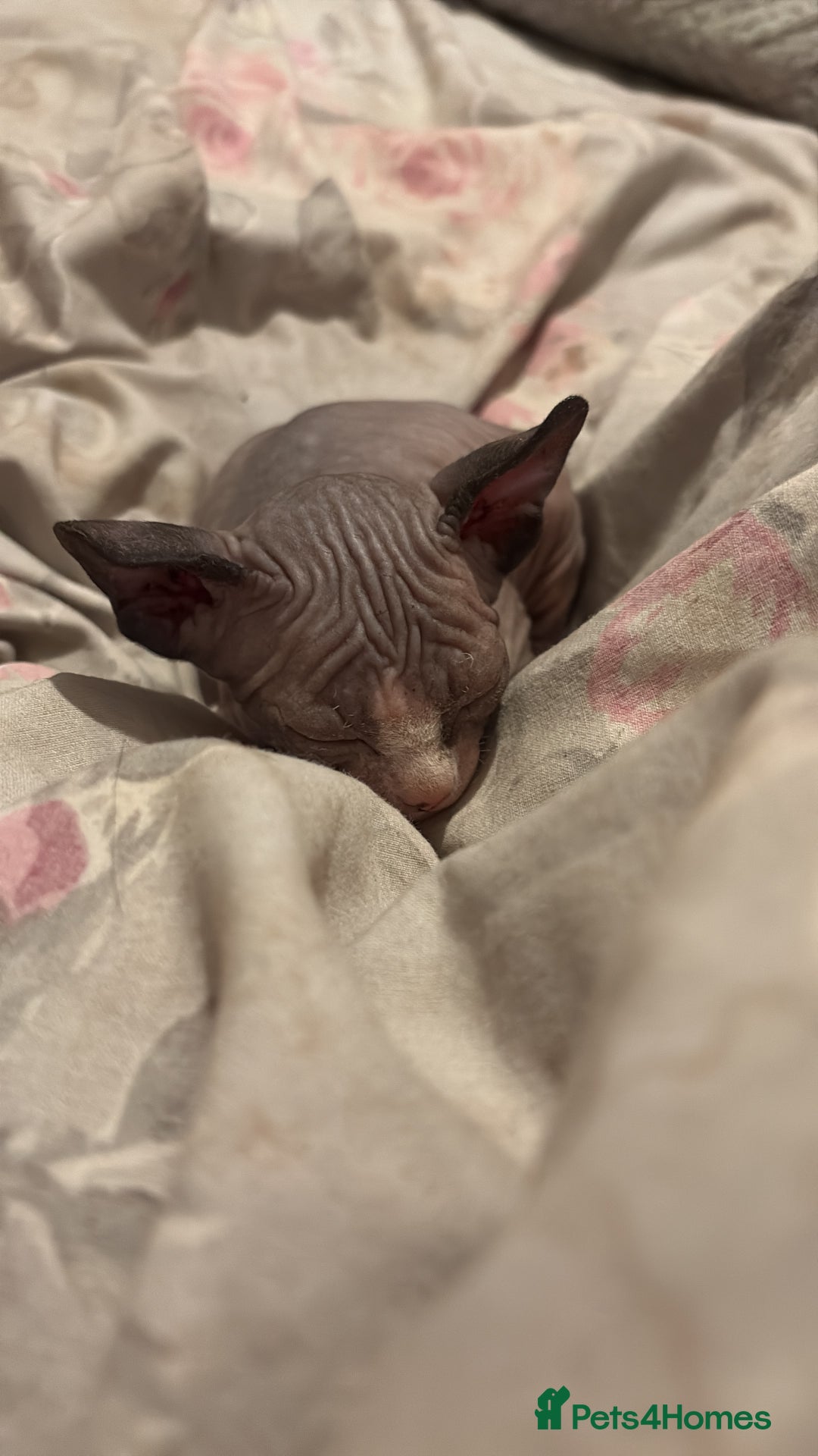 Sphynx cats for sale: Beautiful Sphynx babies  - Advert 2