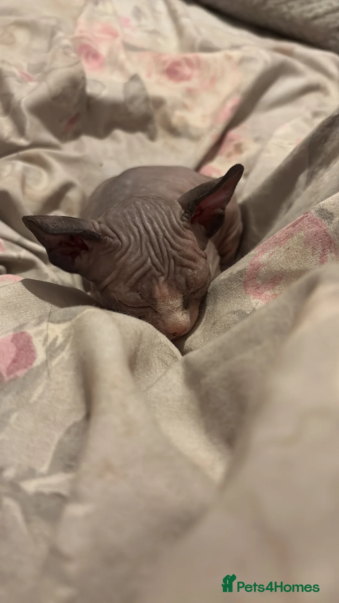 Sphynx cats for sale: Beautiful Sphynx babies  - Advert 2