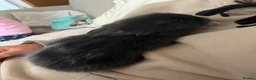 Lionhead rabbits for sale: Gorgeous double maned lionhead babies (6 weeks) - Advert 6