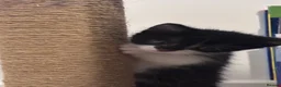 Mixed Breed cats for sale: 🐾 Beautiful Black & White Kittens 🐾 - Advert 8