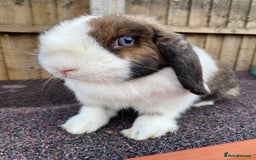 Mini Lop rabbits for sale: Mini lops  - Image 14