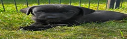 Labrador Retriever dogs for sale: KC Reg Puppies, FTCH Bred with versatility in mind - Advert 17