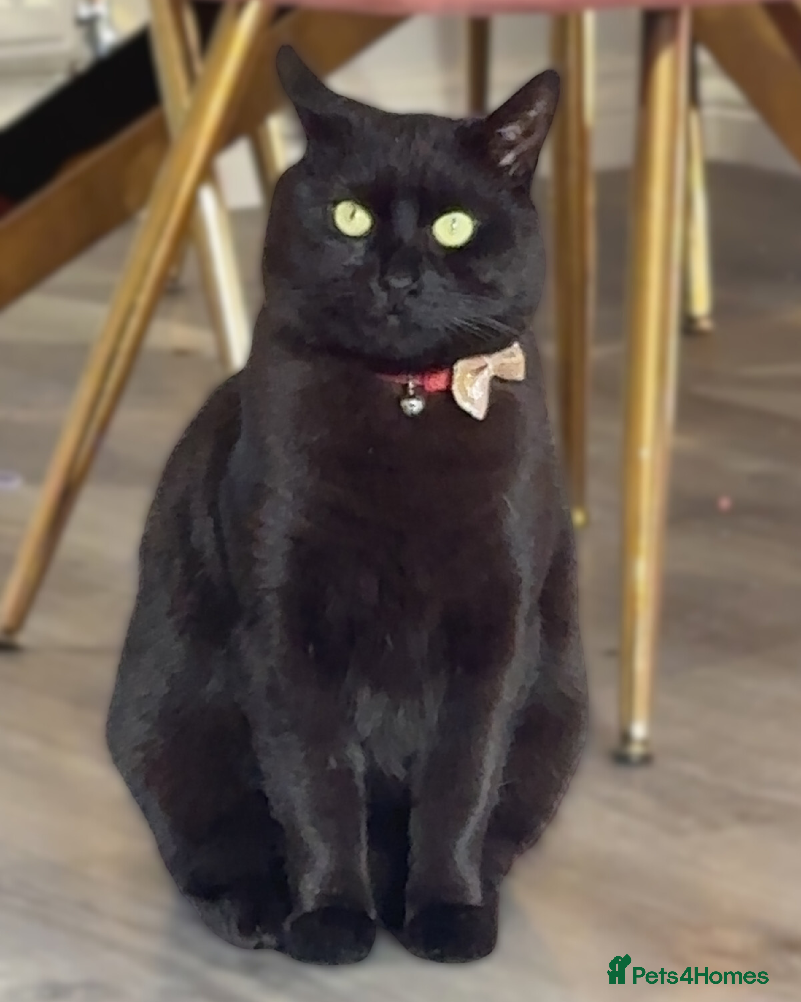 Mixed Breed cats The God of Mischief - Advert 1