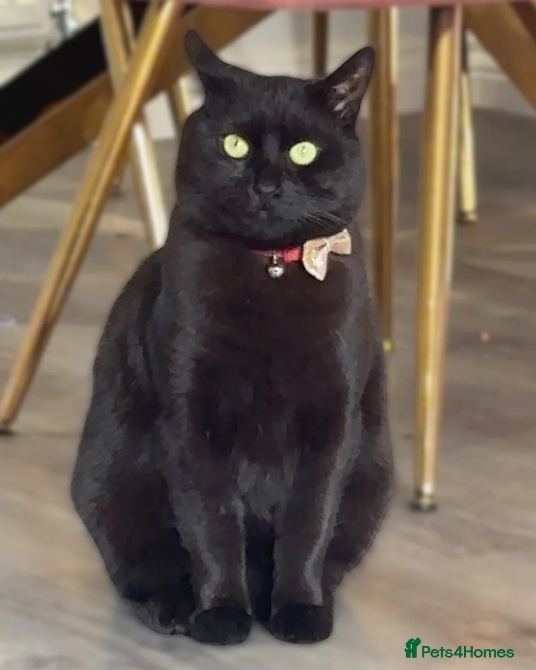 Mixed Breed cats for adoption: The God of Mischief - Advert 1