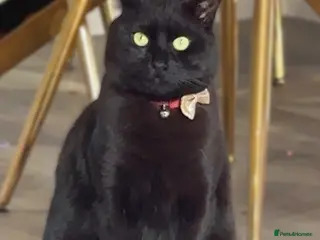 Mixed Breed cats The God of Mischief - Advert 1