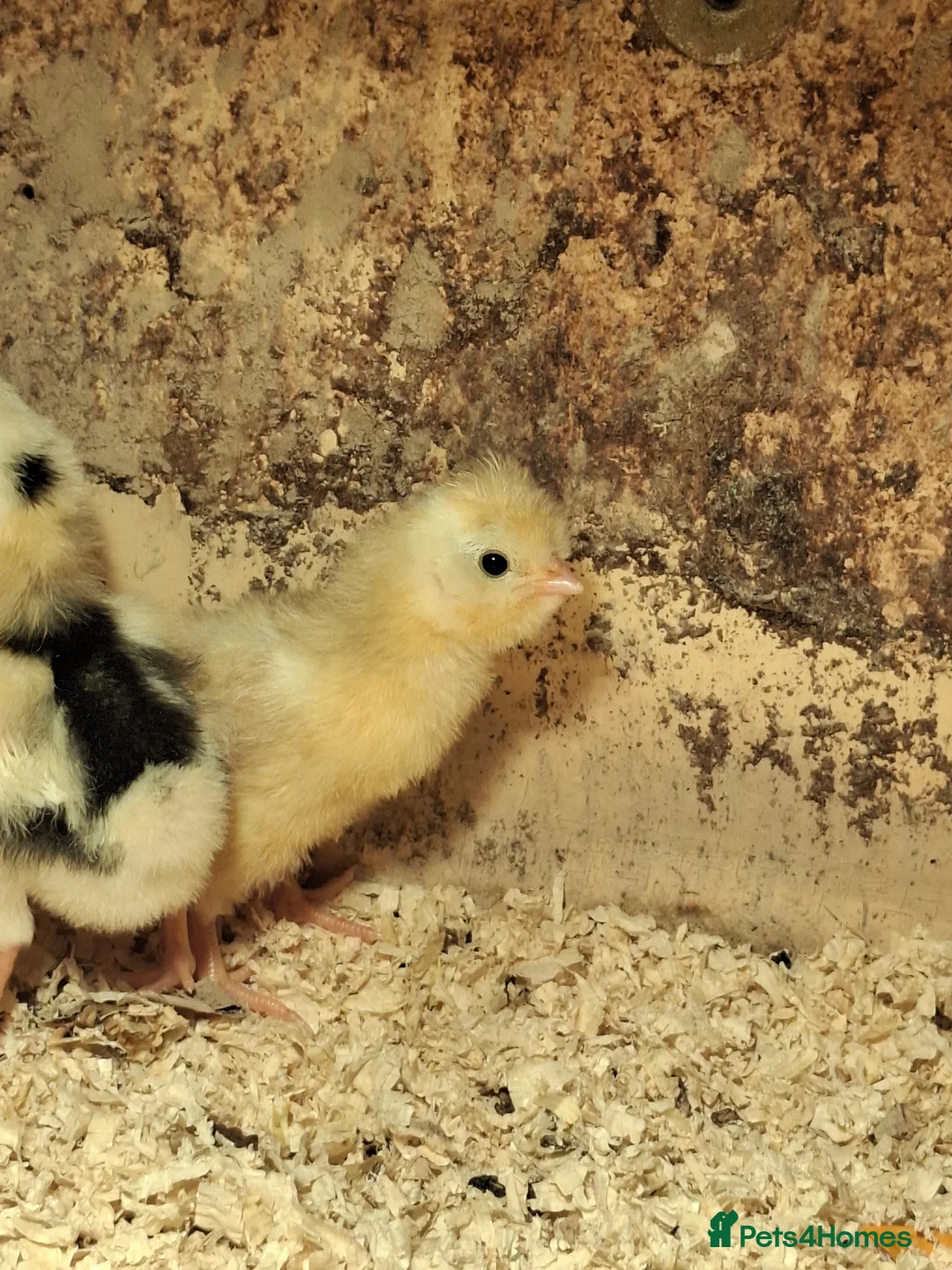 Chickens poultry for sale: Mottled Houdans chicks - Advert 10