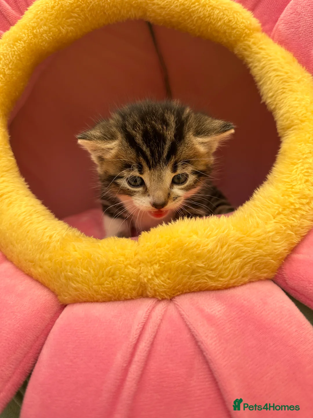 Mixed Breed cats for sale: Kittens for sale - ready 10th May  - Advert 29