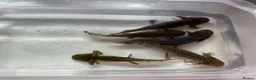 Axolotl reptiles for sale: Axolotl Jeuveniles  - Advert 3