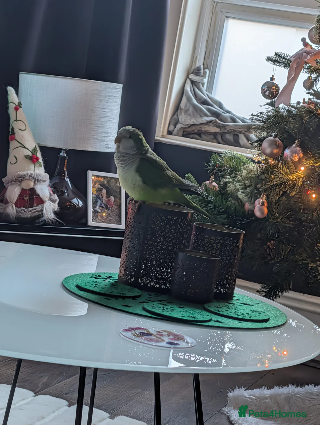 Parrots birds for sale: Quaker parrot 11 months old  in Blackpool - Advert 1