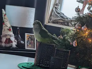 Parrots birds Quaker parrot 11 months old in Blackpool - Advert 11