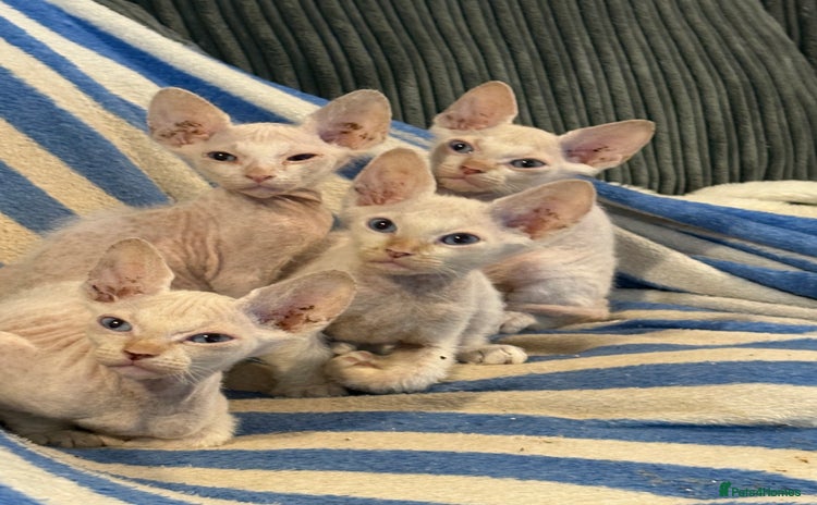 Sphynx cats - Advert 7