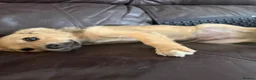 Chihuahua dogs for sale: 4 month old chihuahua in Leeds - Advert 7