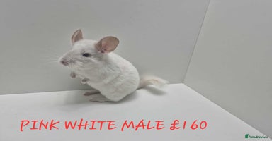Chinchilla rodents - Advert 5