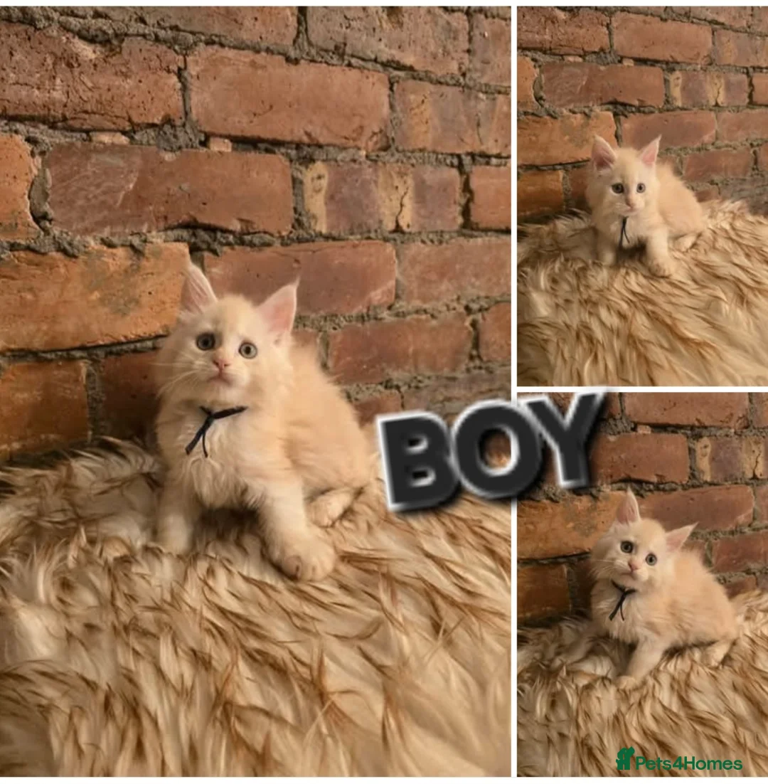 Maine Coon cats for sale: 5x Boys Maine Coon TICA Registered  - Advert 5