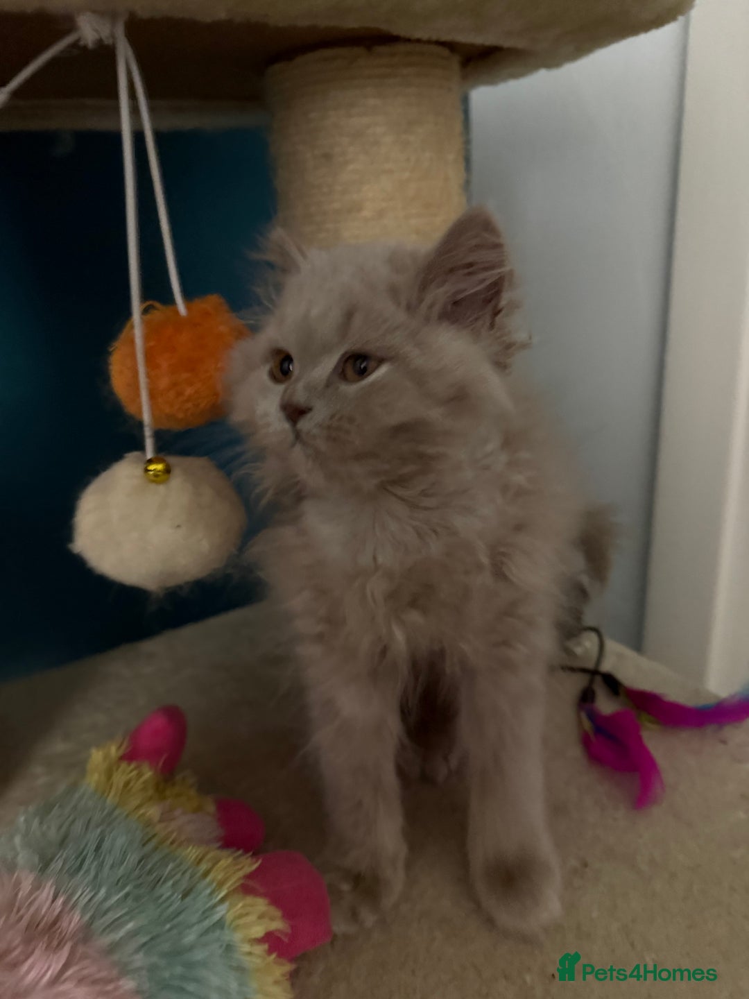 British Longhair cats for sale: British Longhair Lilac - Advert 5