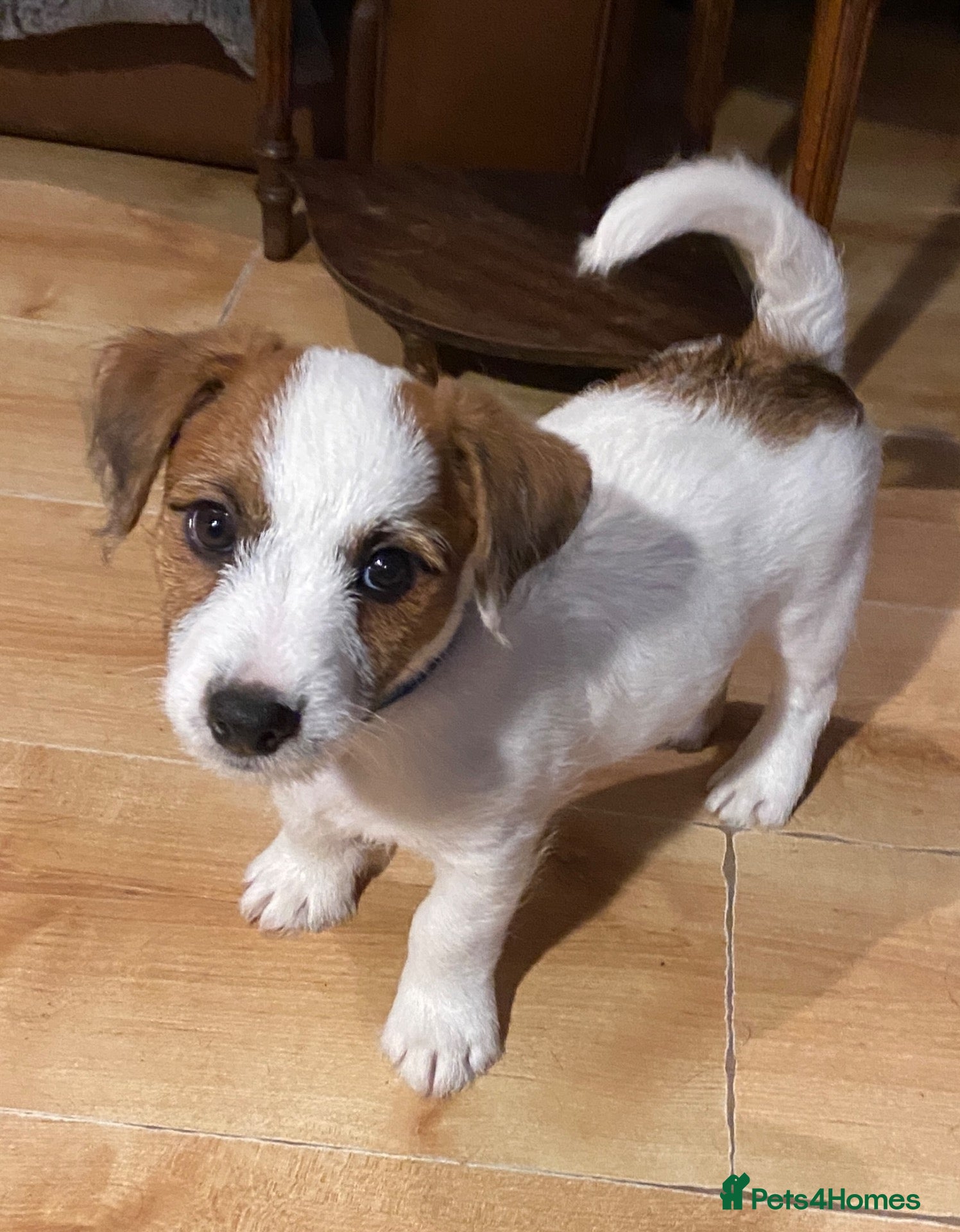 Jack Russell dogs 1 beautiful boy Jack Russell left  - Advert 2