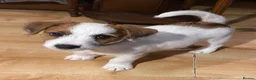 Jack Russell dogs for sale: 1 beautiful boy Jack Russell left  - Advert 2