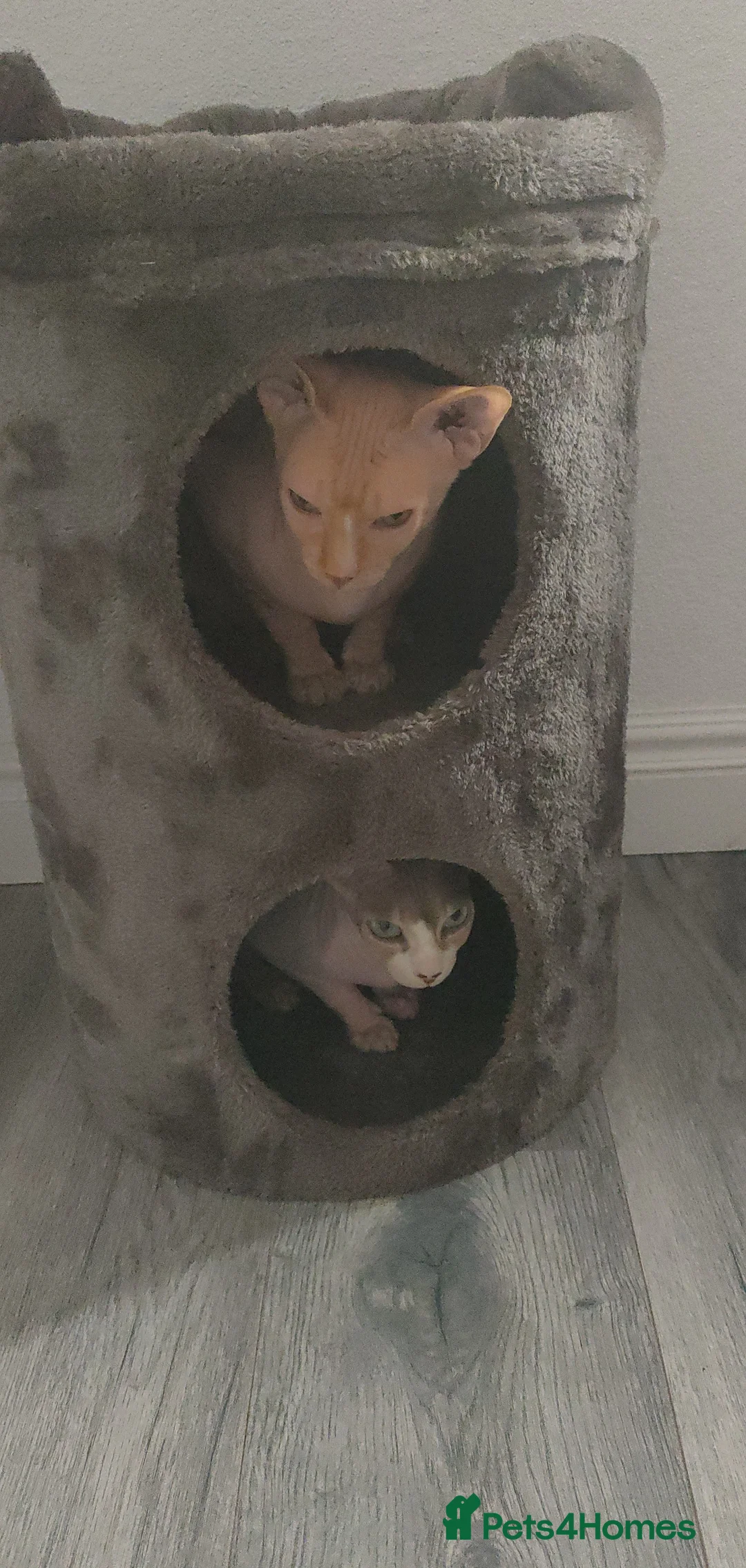 Sphynx cats for sale: Male sphynx rehoming - Advert 2