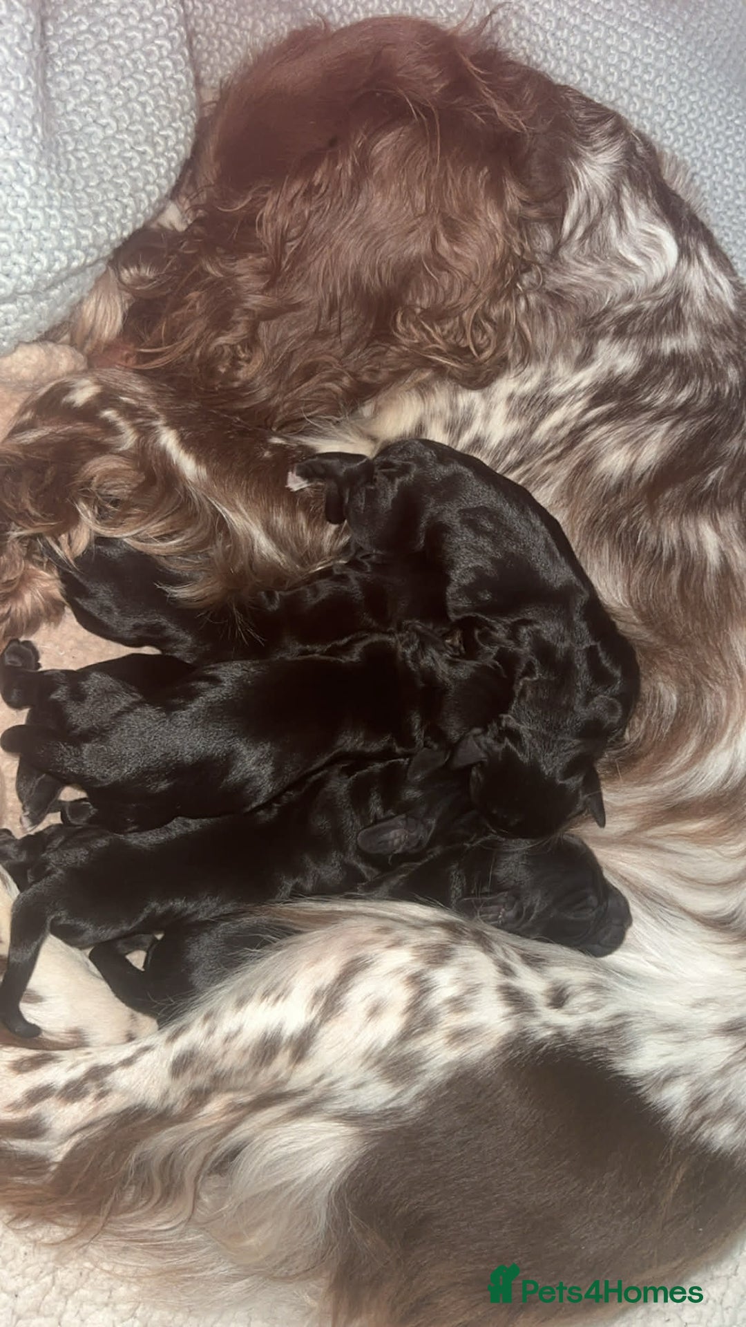 Sprocker dogs for sale: F2 sprockers puppies  - Advert 7