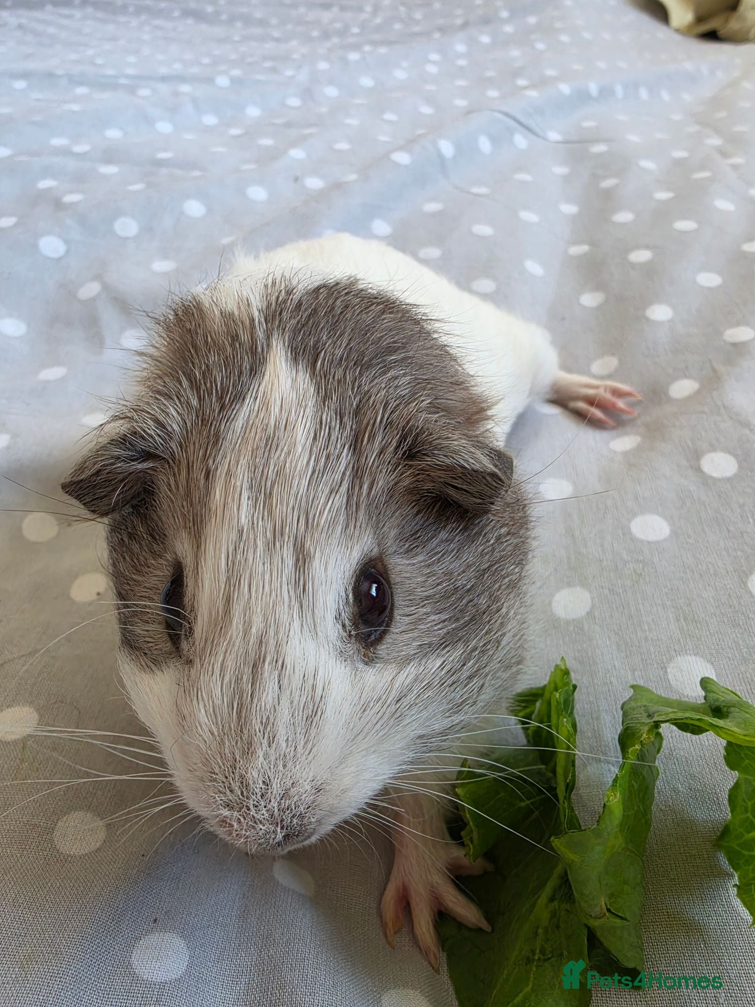 Guinea Pig rodents Boys rtl  - Advert 2