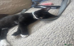 Domestic Shorthair cats for sale: For sale male kitten  - Image 2