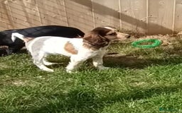 Cocker Spaniel dogs for sale: Ready Now Kc Reg Cocker Spaniel Puppies  - Image 5
