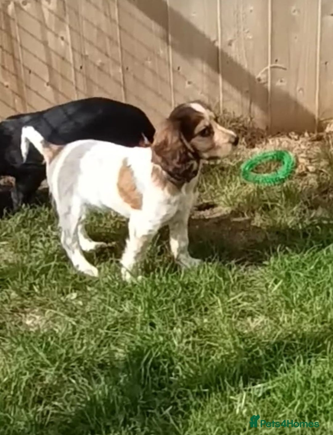 Cocker Spaniel dogs for sale: Ready Now Kc Reg Cocker Spaniel Puppies  - Image 5