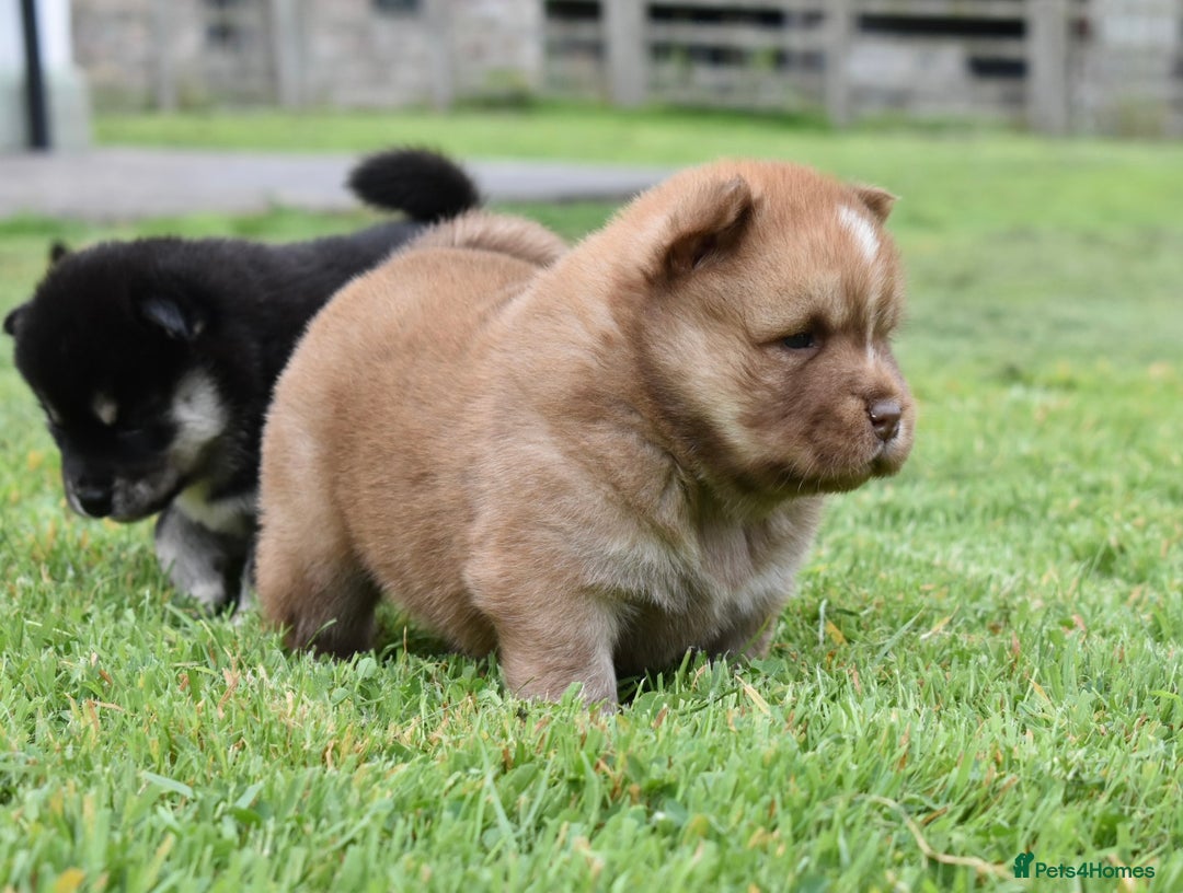 Siberian Husky dogs for sale: Beautiful Chowski puppies  - Image 27
