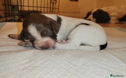 English Springer Spaniel dogs for sale: 🌟 Beautiful Springer Spaniel Litter - Image 8