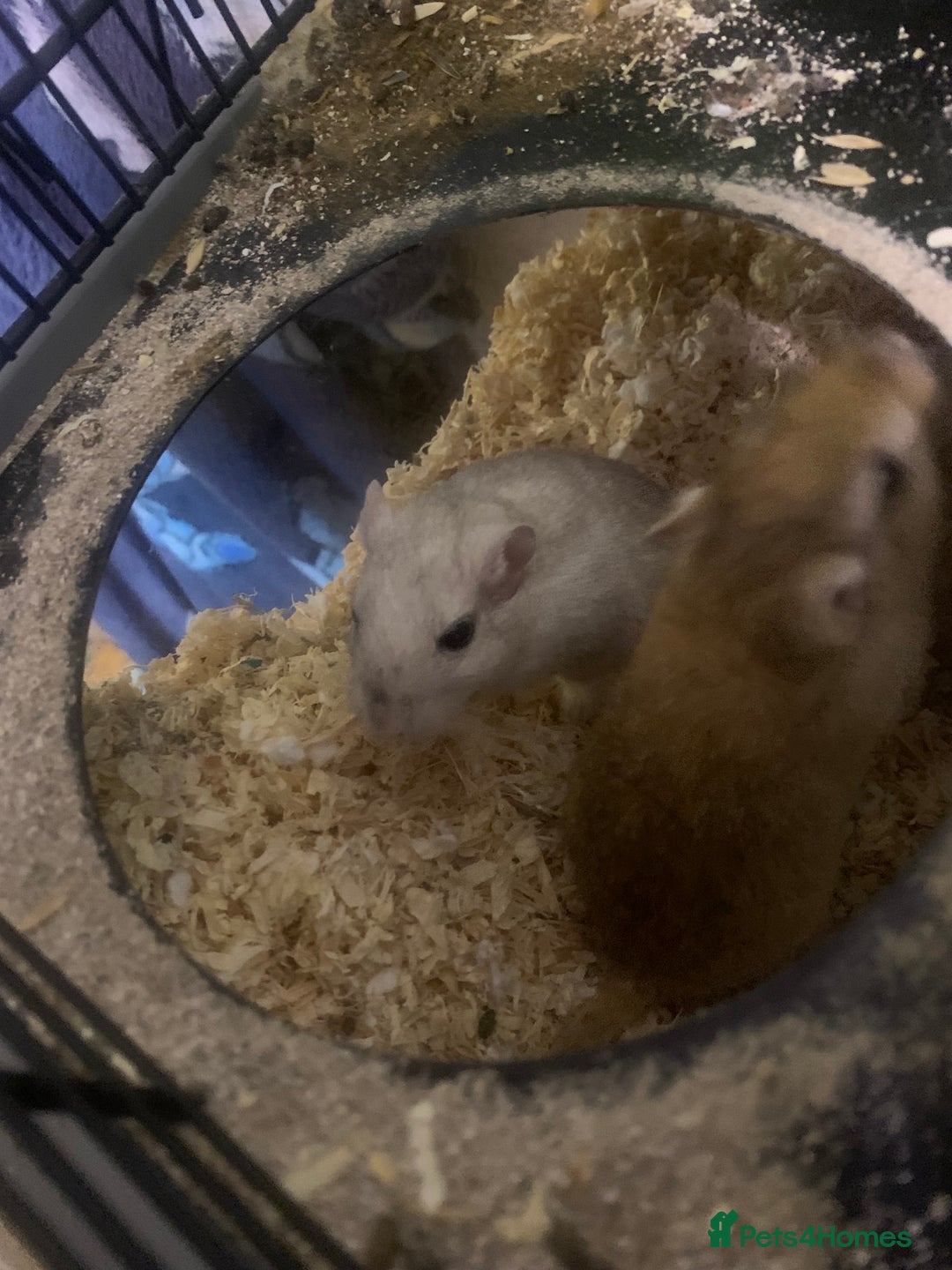 Gerbil rodents for sale: 3 male gerbils - Image 18