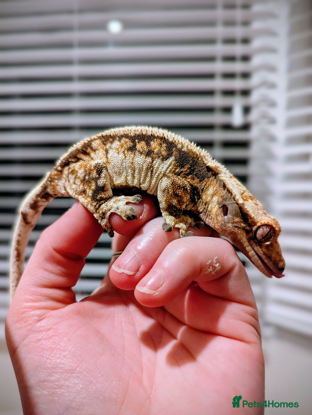 Gecko reptiles for sale: Red lilly white and tricolour crested gecko - Advert 7