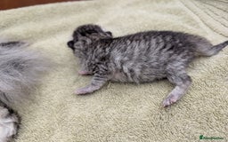 Selkirk Rex cats for sale:   💜 Selkirk Rex Kittens Ready 25th November 💜 - Image 8