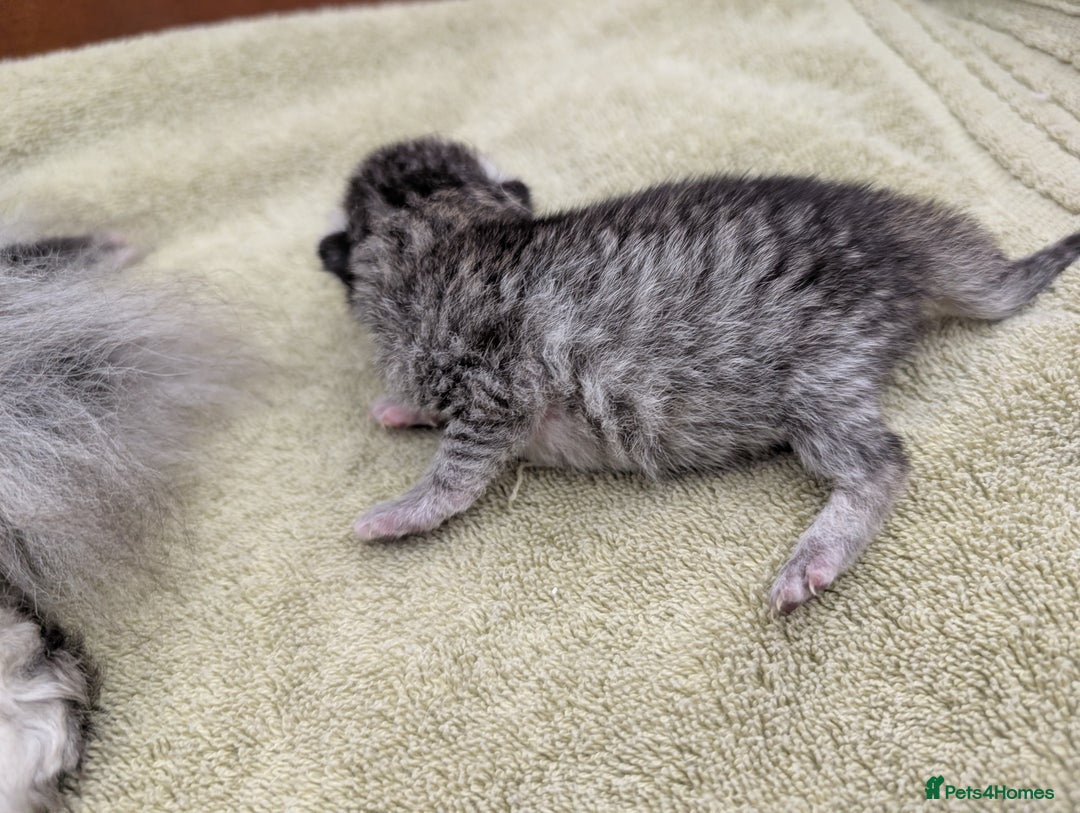 Selkirk Rex cats for sale:   💜 Selkirk Rex Kittens Ready 25th November 💜 - Image 8