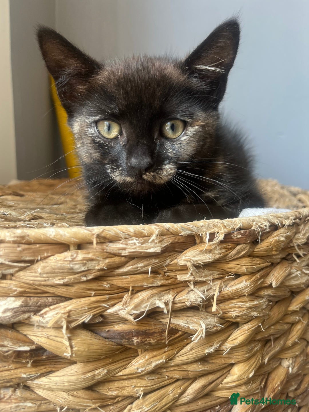 Persian cats for sale:  Persian Crossbreed Kittens Looking for  Home - Image 17