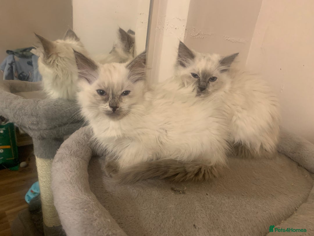 Ragdoll cats for sale: 4 Ragdoll kittens  - Advert 8