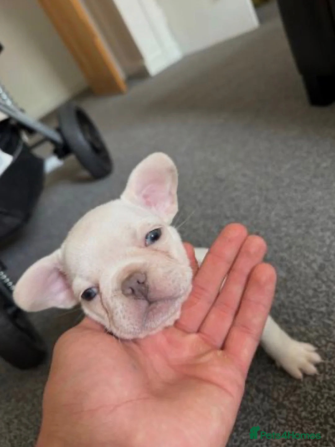 French Bulldog dogs for sale: French Bulldog  in Perth - Advert 2