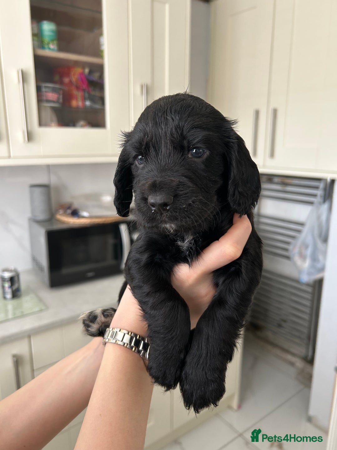 Cocker Spaniel dogs for sale: Cocker spaniels - Image 13